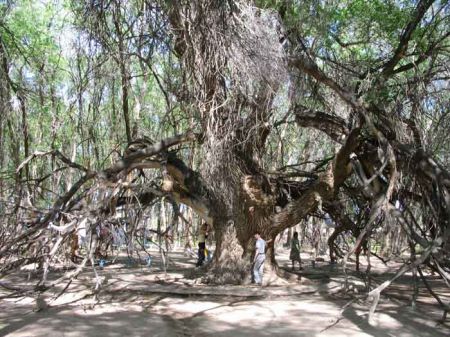 Ағаш жезөкше