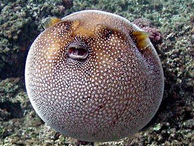 Араб түкті порно Софи Ди есегіндегі мүшесін сезіп, үлкен әтешке секіреді