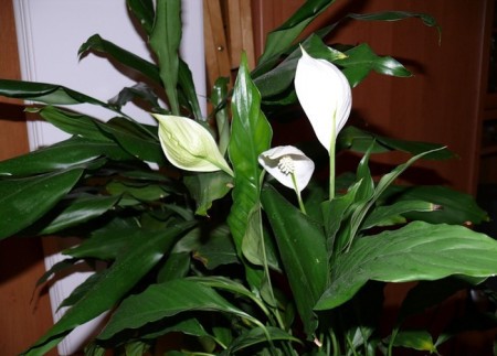 Тверь порносынан Вика